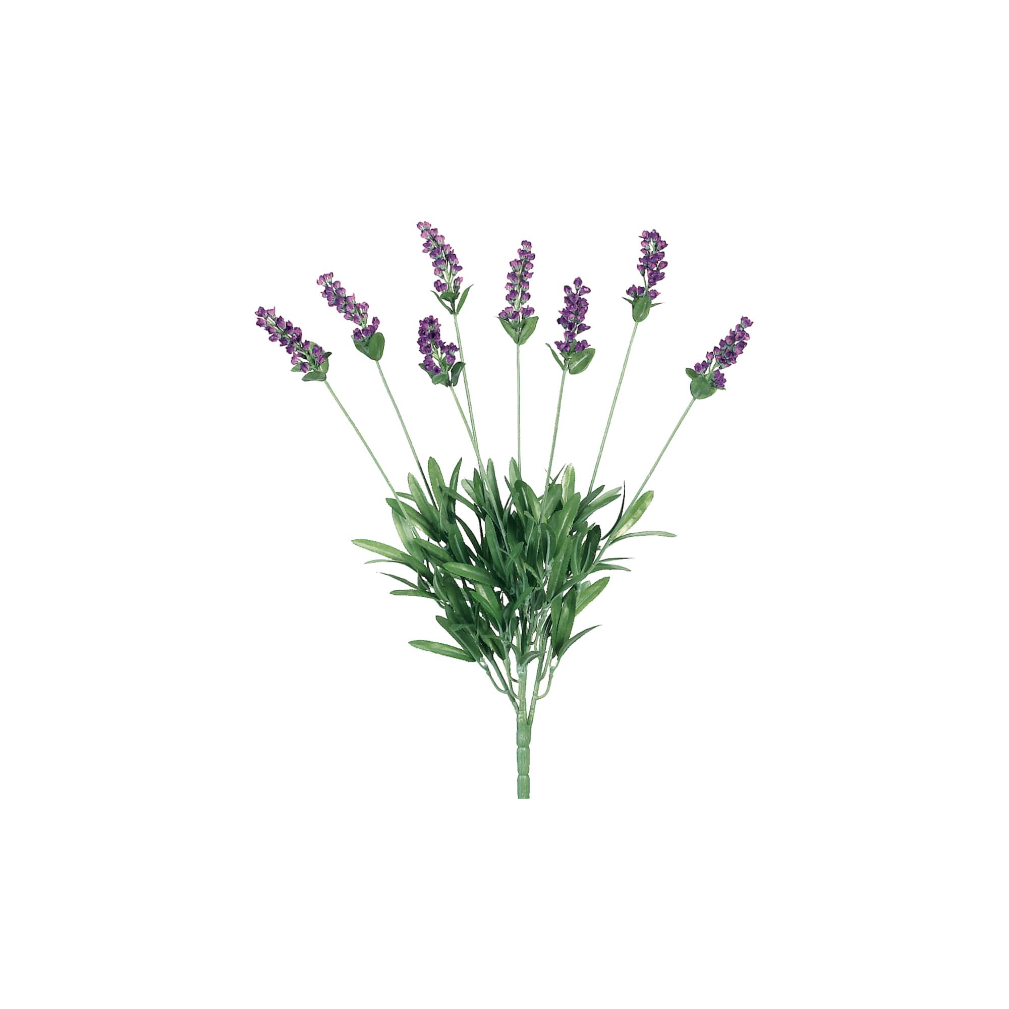 Lavender Bush